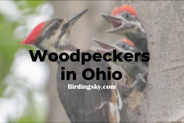 Woodpeckers in Ohio