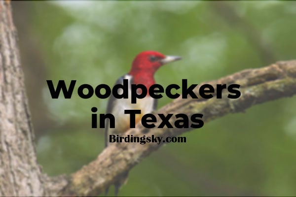 Woodpeckers in Texas