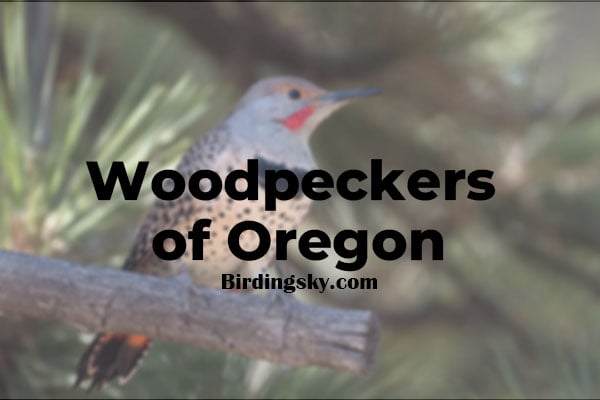 Woodpeckers of Oregon