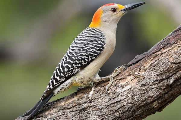 Golden-fronted Woodpecker