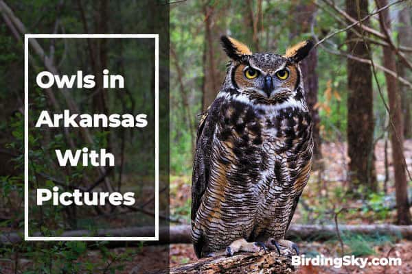 Owls in Arkansas