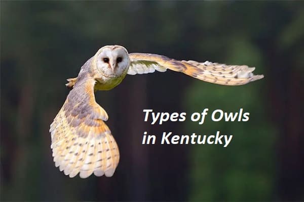 Owls in Kentucky