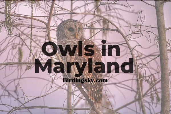 owls in maryland