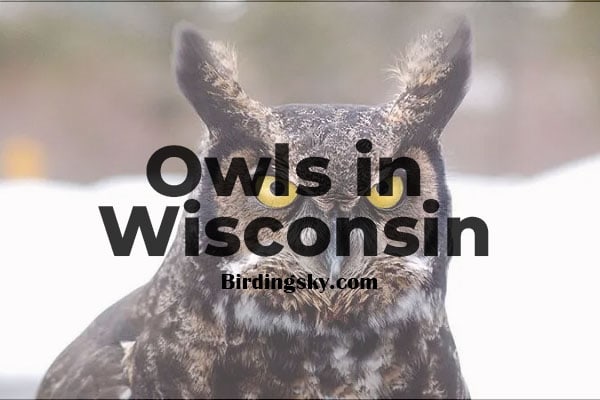 owls in wisconsin