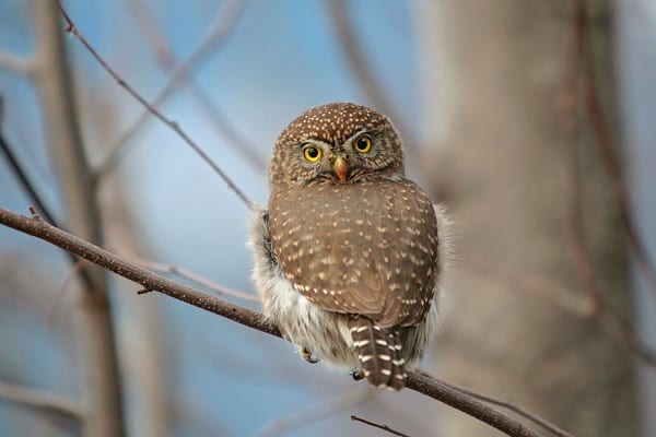 Pygmy Owls