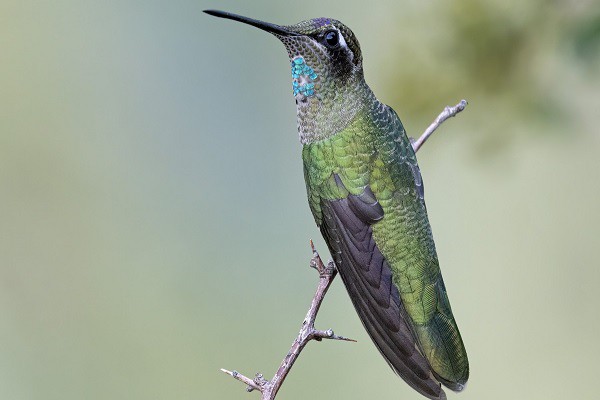 Rivoli's Hummingbird