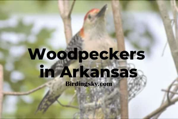 Woodpeckers in Arkansas