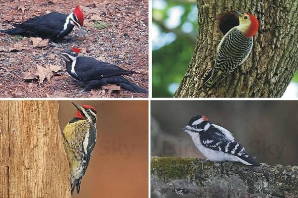 Woodpeckers in Michigan