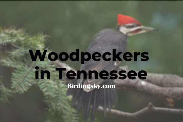 Woodpeckers In Tennessee