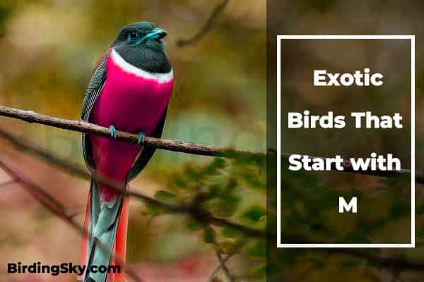 Birds That Start with M