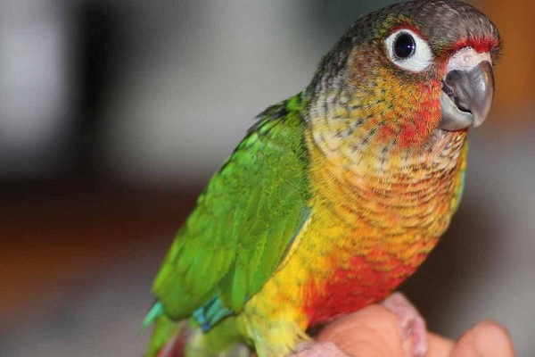 Green-Cheeked Conure