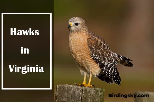 Hawks in Virginia