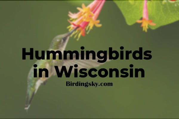 Hummingbirds Found in Wisconsin