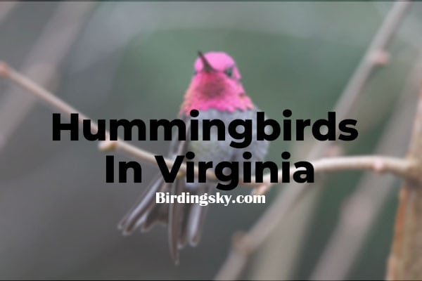 Hummingbirds In Virginia