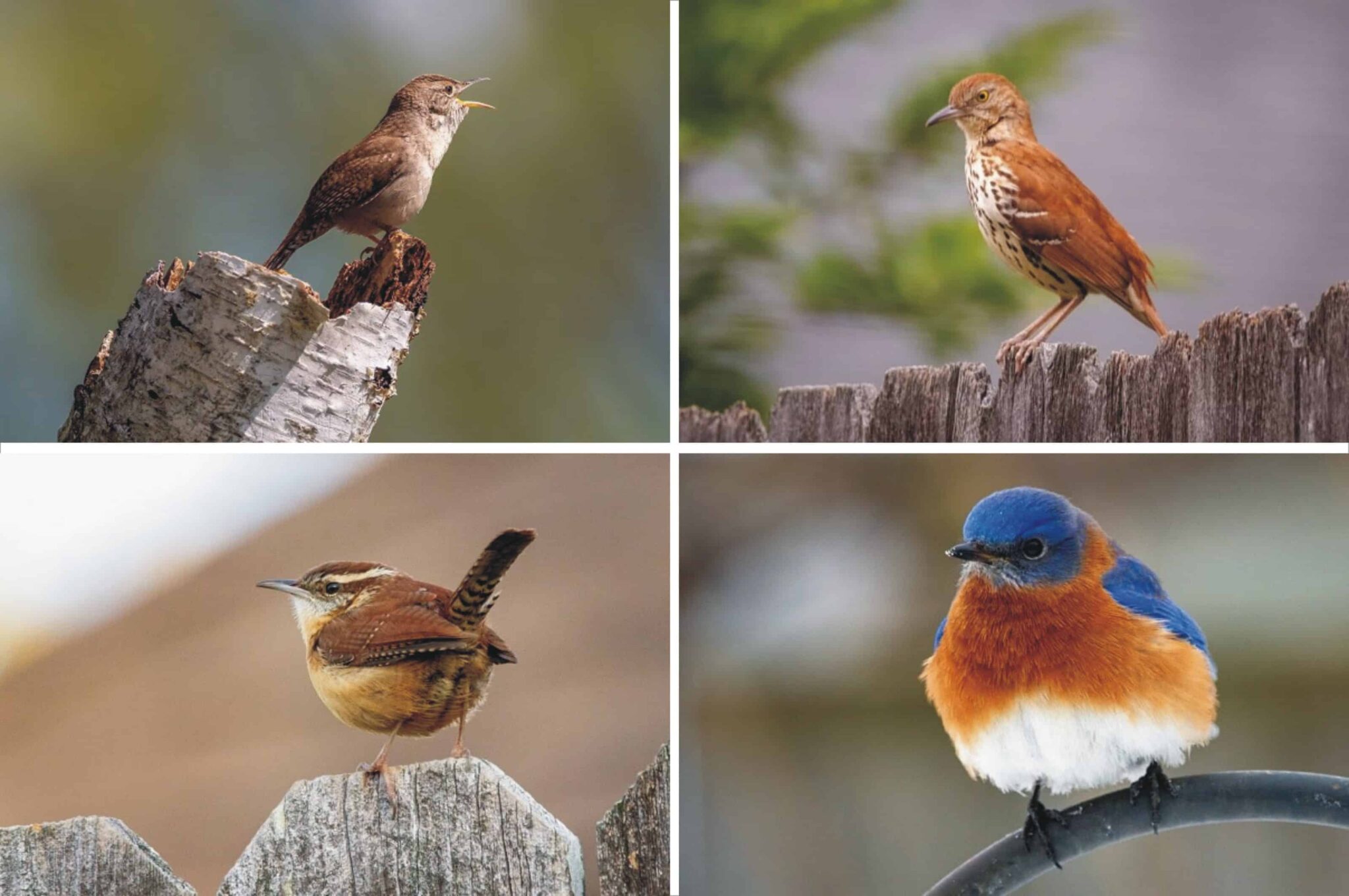 brown birds in michigan