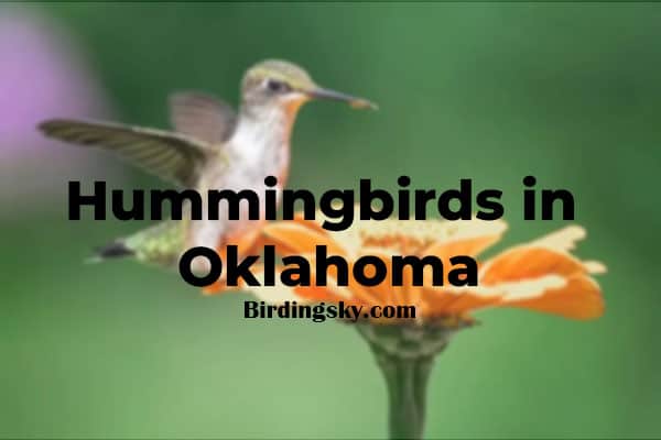 hummingbirds in oklahoma