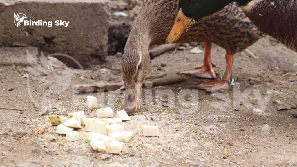 Can Ducks Eat Celery Safely