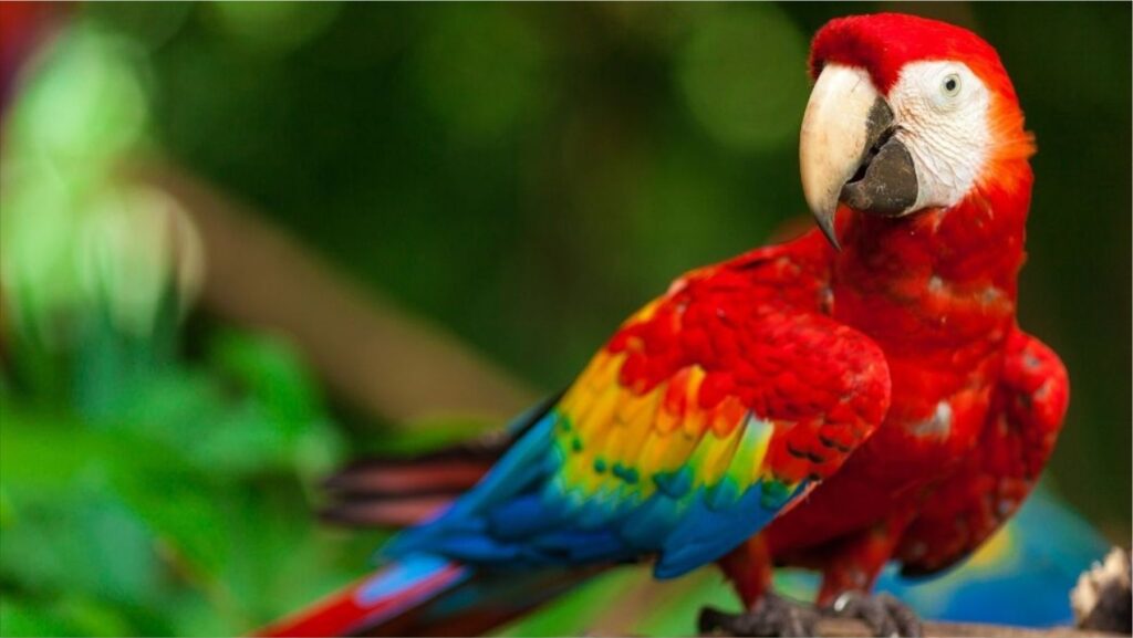 Jungle Birds in Rainforest Ecosystems