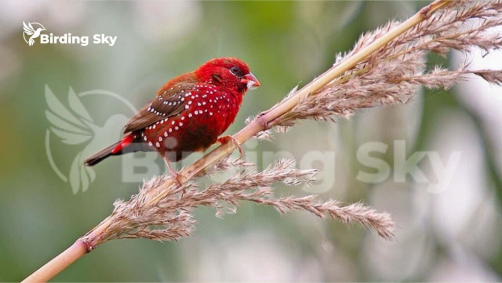 Red Sparrow Bird Discover the Fascinating Facts and Features