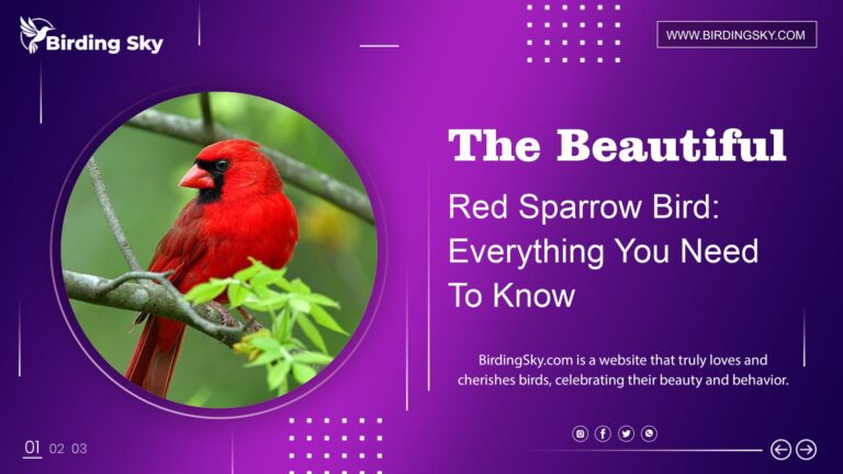 Red Sparrow Birds