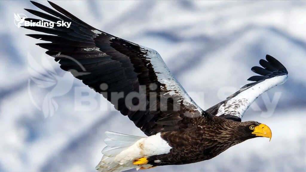 Steller's Sea Eagle