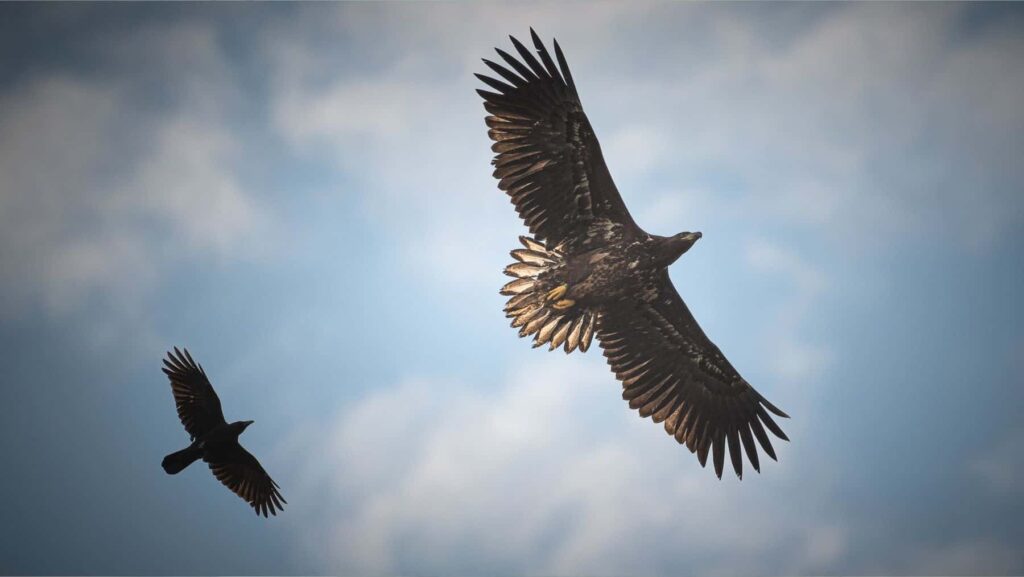 White-tailed Eagle